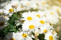 Chamomile blooming flowers. Daisies meadow.