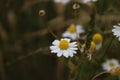 Chamomile blossoms macro photography. Fragrance herbs. Blurred background. Royalty Free Stock Photo