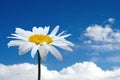 Chamomile and blue sky Royalty Free Stock Photo