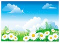 Chamomile on blue sky. Royalty Free Stock Photo