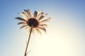 Chamomile on blue sky background, selective focus. Royalty Free Stock Photo