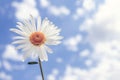 Chamomile on blue sky background, selective focus. Royalty Free Stock Photo