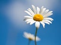Chamomile on blue sky selective focus Royalty Free Stock Photo