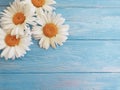 Chamomile freshness decoration vintage on blue wooden background pattern greeting