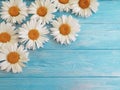 Chamomile freshness decoration vintage ornament design on blue wooden background pattern greeting