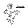 Chamomile botanical line art drawing. Best for organic cosmetics, ayurveda, alternative medicine.