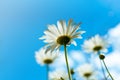 Chamomile, bottom view against the blue sky with clouds. Macro close-up photo, light colors. Card design concept, copy space