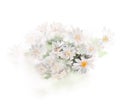 Chamomile bouquet with blurred background. Hand-painted watercolor illustration for greeting cards Royalty Free Stock Photo