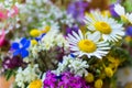 Chamomile. Bouquet of field of flowers. Flourish background