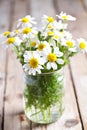 Chamomile bouquet