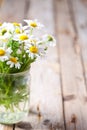 Chamomile bouquet in jar Royalty Free Stock Photo