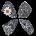 Chamomile bud on gray stone, set of stones of different shapes, nature conservation concept