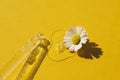 Chamomile bud and pipette with serum or cosmetic liquid on yellow background. Royalty Free Stock Photo