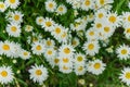 Chamomile bunch in a flower bed summer background close up