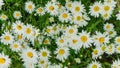Chamomile bunch in a flower bed summer panoramic background