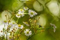 The  chamomile bush Royalty Free Stock Photo
