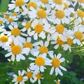 Chamomile bush plant grows in the grass. Royalty Free Stock Photo