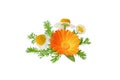 Chamomile and calendula flowers and leaves bunch isolated on white. Transparent png additional format Royalty Free Stock Photo