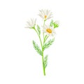 Chamomile Or Camomile As Wildflower Specie Vector Illustration