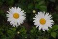 Chamomile or camomile blooming close - up view Royalty Free Stock Photo