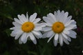 Chamomile or camomile blooming close - up view Royalty Free Stock Photo