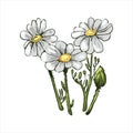 Chamomile or camomile daisy-like plant of family Asteraceae vector illustration. Blooming flowers and green leaves. Matricaria