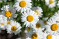 Neat beautiful daisy on the background of blurred green grass and foliage.