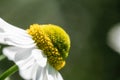 Chamomile or camomile flower closeup. Beautiful detail