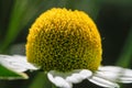 Chamomile or camomile flower closeup. Beautiful detail