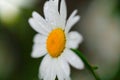 Chamomile or camomile flower with drops of dew on the white petals on the small depth of field the green background . Close-up. Royalty Free Stock Photo