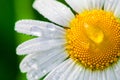 Chamomile or camomile flower with drops of water on the white petals after rain on the green background . Close-up Royalty Free Stock Photo