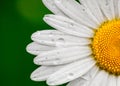 Chamomile or camomile flower with drops of water on the white petals after rain on the green background . Close-up Royalty Free Stock Photo