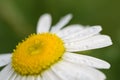 Chamomile or camomile flower with drops of water on the white petals after rain on the green background . Close-up. Macro Royalty Free Stock Photo