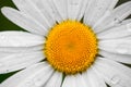 Chamomile or camomile flower with drops of water on the white petals after rain on the green background . Close-up. Royalty Free Stock Photo