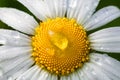 Chamomile or camomile flower with drops of water on the white petals after rain on the green background . Close-up Royalty Free Stock Photo