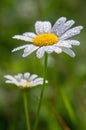 Chamomile or camomile flower with drops of water on the white petals after rain on the green background. Macro. Royalty Free Stock Photo