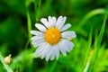 Chamomile or camomile flower with drops of water on the white petals after rain on the green grass background Royalty Free Stock Photo