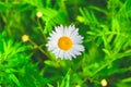 Chamomile or camomile flower with drops of water on the white petals after rain on the green grass background Royalty Free Stock Photo