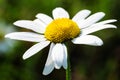 Chamomile or camomile flower on he green background. Macro. Royalty Free Stock Photo