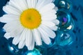 Chamomile (Camomile) Flower in the Water with Blue Glass Stones