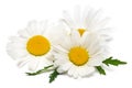 Chamomile or camomile flowers isolated on white background Royalty Free Stock Photo