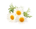 Chamomile or camomile flowers isolated on white Royalty Free Stock Photo