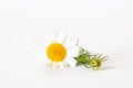 Chamomile or camomile flowers isolated on white background. Royalty Free Stock Photo