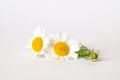 Chamomile or camomile flowers isolated on white background. Royalty Free Stock Photo