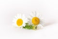 Chamomile or camomile flowers isolated on white background Royalty Free Stock Photo