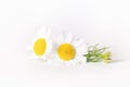 Chamomile or camomile flowers isolated on white background Royalty Free Stock Photo