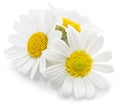 Chamomile or camomile flowers.