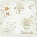 Chamomile