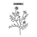 Chamomile or camomile Matricaria chamomilla , medicinal plant
