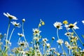 Chamomile(Camomile) and Rapeseed (Brassica napus) with blue sky
